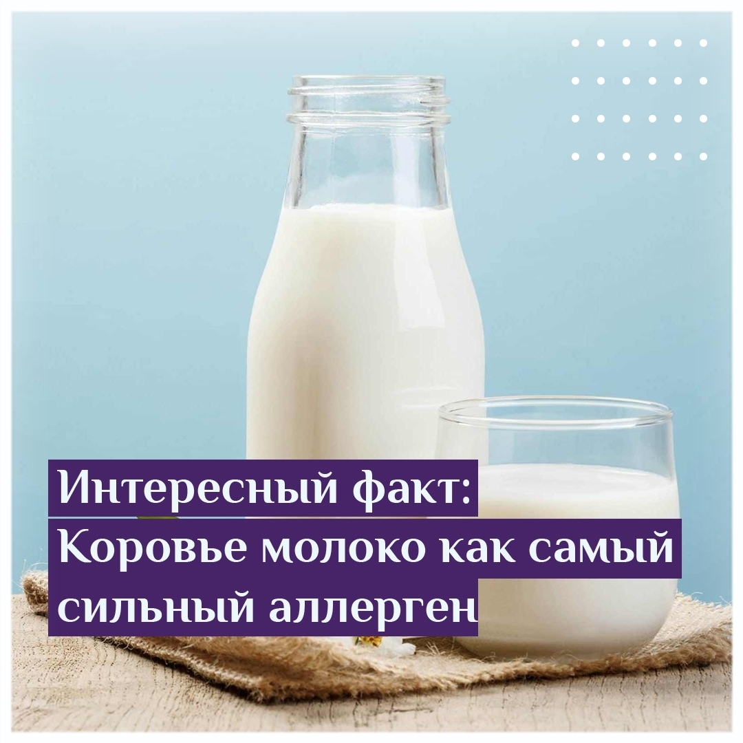 Интересные факт: Коровье молоко как самый сильный аллерген